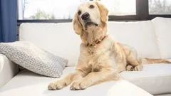 Zašto vaš pas zauzima prostor na kauču: koja je razlog i kada biste trebali poduzeti razumna mjera?