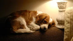 Trebate li ostaviti svjetlo upaljeno za psa kad je kod kuće sam? Koliko svjetla je zapravo dovoljno?
