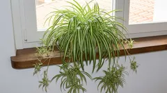 5 neuništivih zelenih prijatelja: biljke za prozorsku dasku koje će vam sve oprostiti