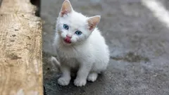 Sjećaju li se mačke da su spašene s ulice – i kako im možemo pomoći da se pomire sa svojom traumatičnom prošlošću?