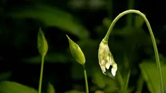 Samo četiri tjedna godišnje: svi iskusni vrtlari upravo sada beru ove pupoljke.